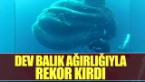 Dev balık ağırlığıyla rekor kırdı