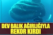 Dev balık ağırlığıyla rekor kırdı